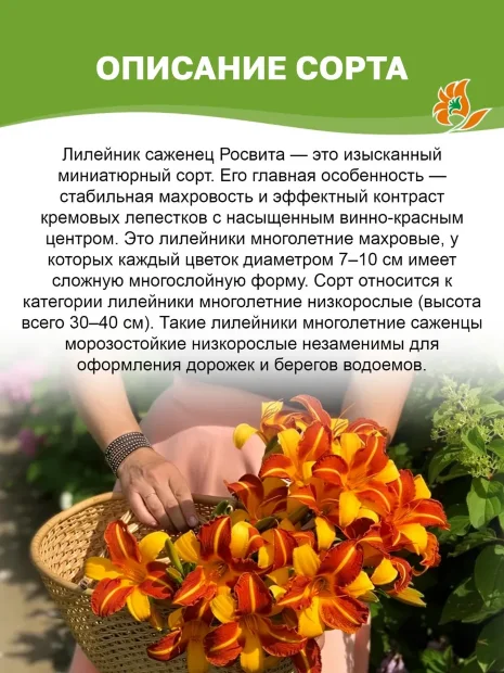Лилейник Росвита