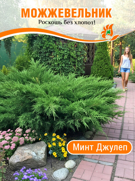 Можжевельник Минт Джулеп (средний)