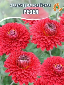 Хризантема Резея Хризантема Резея