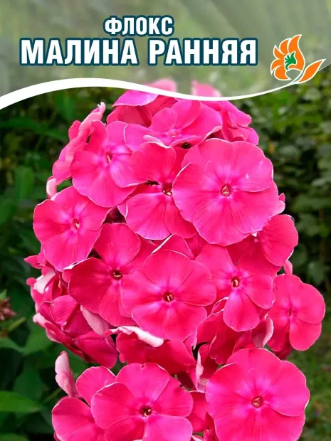 Флокс Малина Ранняя