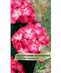Пеларгония Люстра Биколор (зональная)
