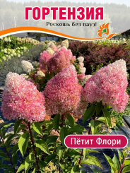 Гортензия Петит Флори Гортензия Петит Флори