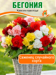 Бегония в ассортименте (Р9) Бегония в ассортименте (Р9)