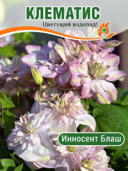 Клематис Инносент Блаш Клематис Инносент Блаш