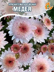 Хризантема Медея Хризантема Медея