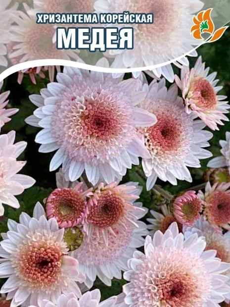 Хризантема Медея