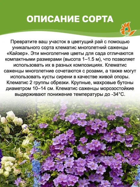 Клематис Кайзер (крупноцветковый) саженцы 