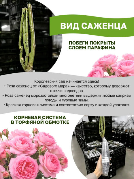 Роза Мияби (Принцесса Мияби)