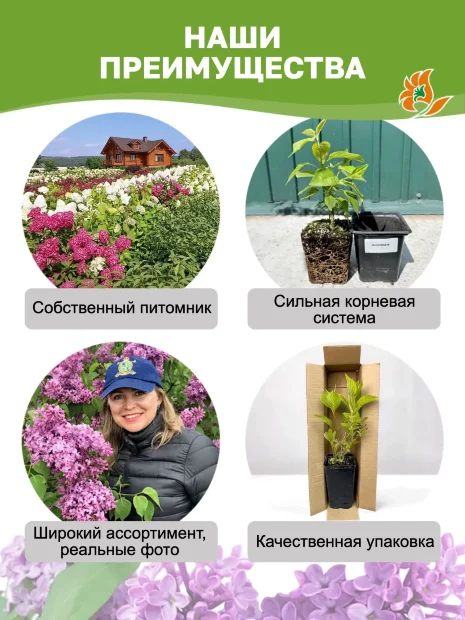 Сирень Знамя Ленина (обыкновенная) саженцы 