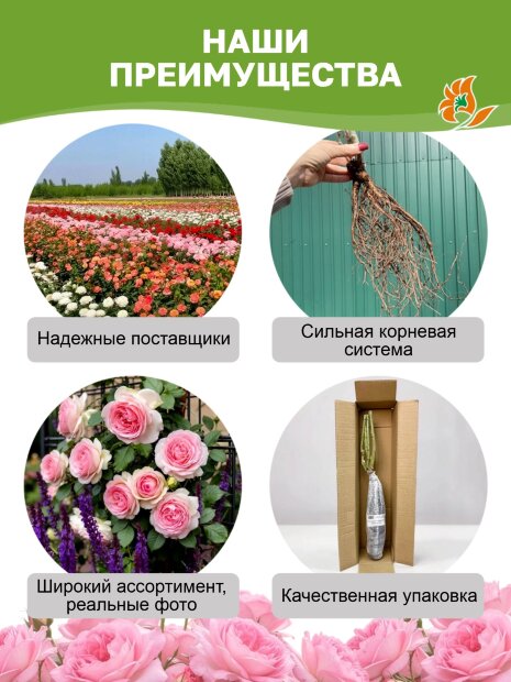 Роза Гектор 