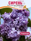 Сирень Надежда (обыкновенная) Сирень Надежда (обыкновенная)