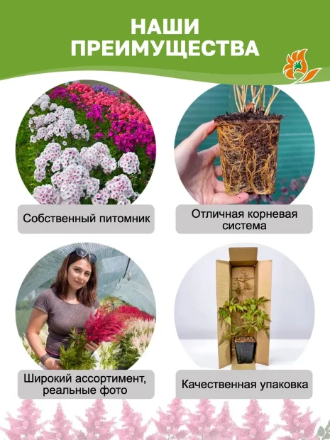 Астильба Этна (Арендса)