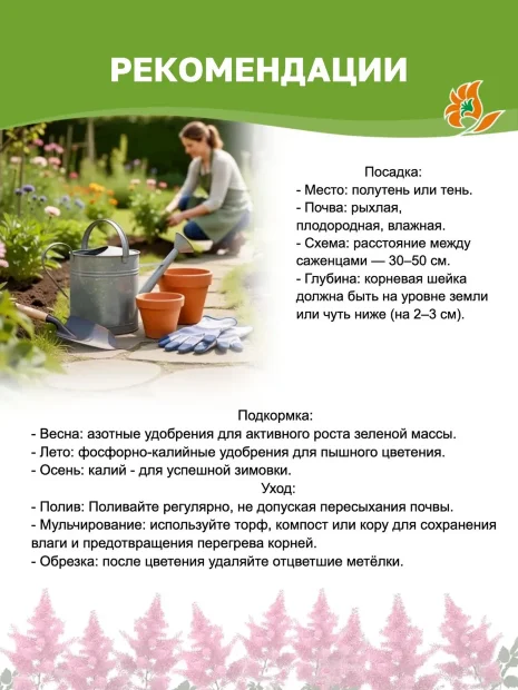 Астильба Этна (Арендса)