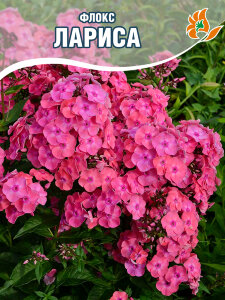 Флокс Лариса Флокс Лариса