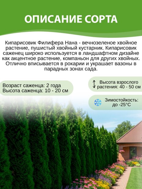 Кипарисовик Филифера Нана (горохоплодный)