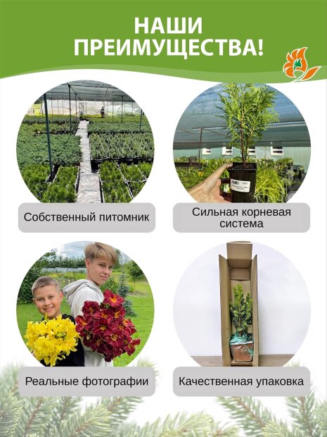 Кипарисовик Филифера Нана (горохоплодный)