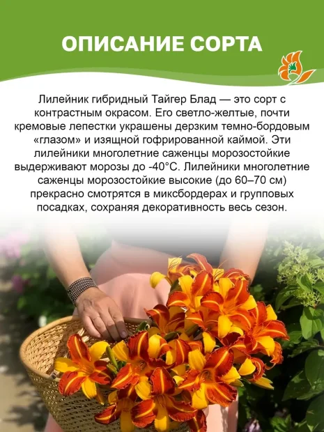 Лилейник Тайгер Блад