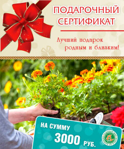 Подарочный сертификат на сумму 3000 руб