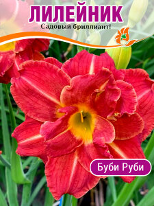 Лилейник Буби Руби Лилейник Буби Руби