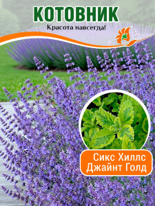 Котовник Сикс Хиллс Джайнт Голд, Фассена Котовник Сикс Хиллс Джайнт Голд, Фассена
