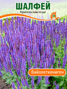 Сальвия (Шалфей) Вайолеткениген (дубравный) Сальвия (Шалфей) Вайолеткениген (дубравный)