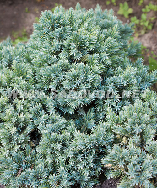 Можжевельник Блю Стар (чешуйчатый)