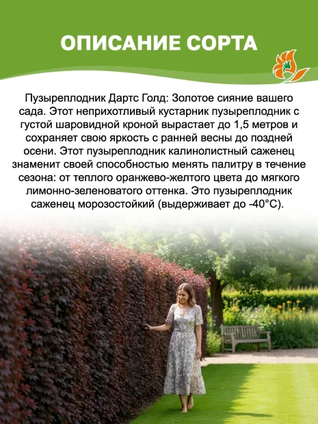 Пузыреплодник Дартс Голд (калинолистный) саженцы 