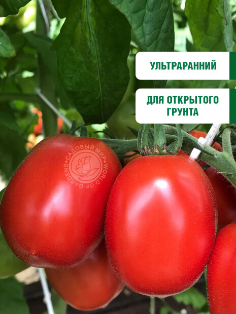 Томат Челнок семена 