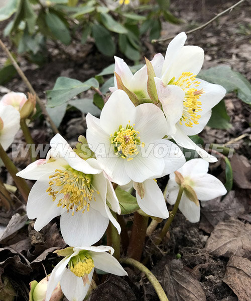 Морозник чёрный