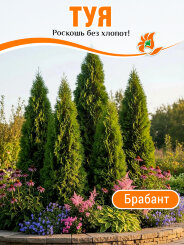 Туя Брабант Туя Брабант