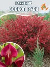 Ракитник Боскоп Руби Ракитник Боскоп Руби