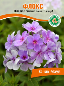 Флокс Юник Маув Флокс Юник Маув