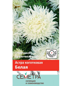 Астра коготковая Белая