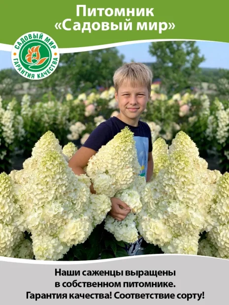 Пузыреплодник Литтл Грини (калинолистный) саженцы 