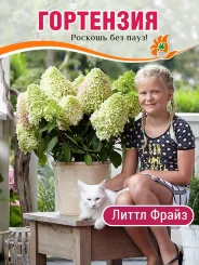 Гортензия Литтл Фрайз