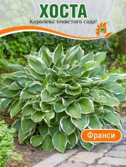 Хоста Франси (гибридная) Хоста Франси (гибридная)