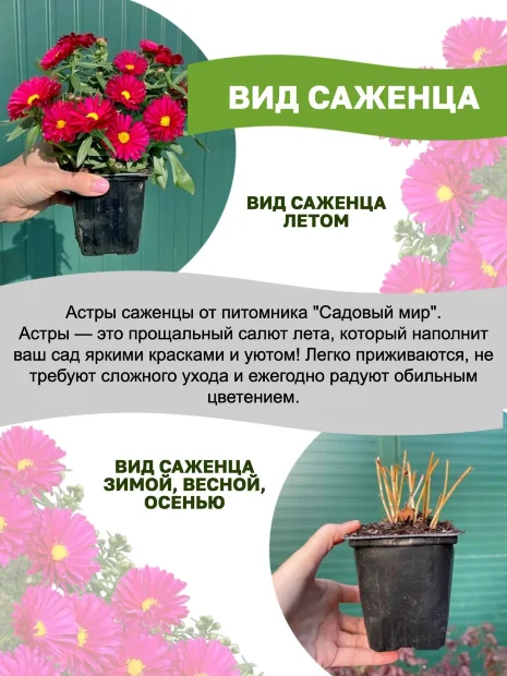 Астра Кристина (кустарниковая)