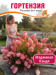 Гортензия Мэджикал Кэндл Гортензия Мэджикал Кэндл