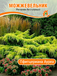 Можжевельник Пфитцериана Ауреа Можжевельник Пфитцериана Ауреа