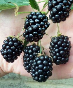 Ежевика Гай (бесшипая)