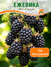 Ежевика Гай (бесшипая) Ежевика Гай (бесшипая)