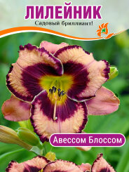 Лилейник Авессом Блоссом