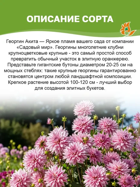 Георгин Акита (крупноцветковый)
