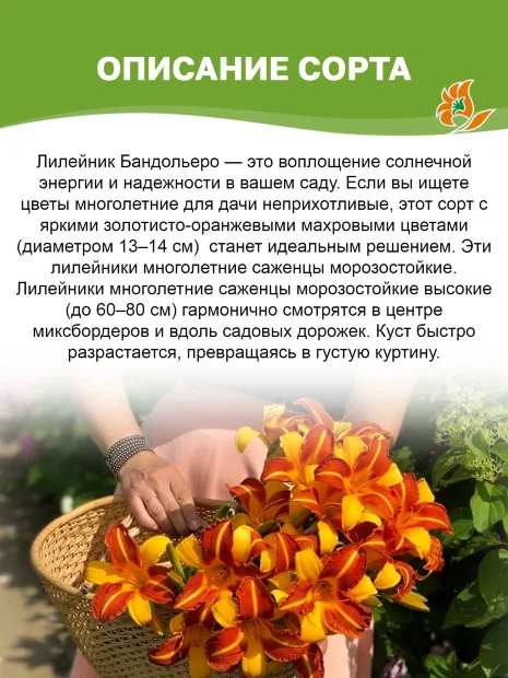 Лилейник Бандольеро