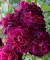 Роза Манстед Вуд 