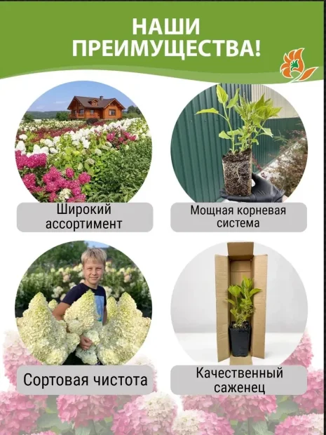 Гортензия Саммер Лав (метельчатая) саженцы 