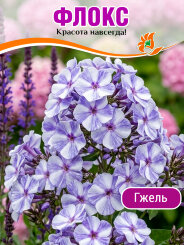 Флокс Гжель Флокс Гжель