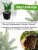 Можжевельник Хетц (виргинский)