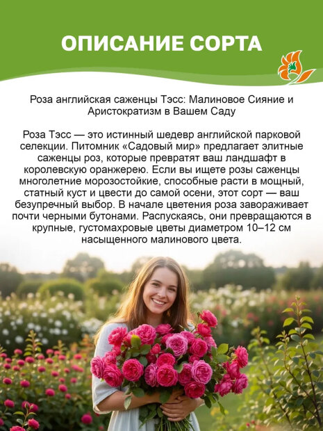 Роза Тэсс 