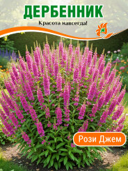 Дербенник Рози Джем Дербенник Рози Джем
